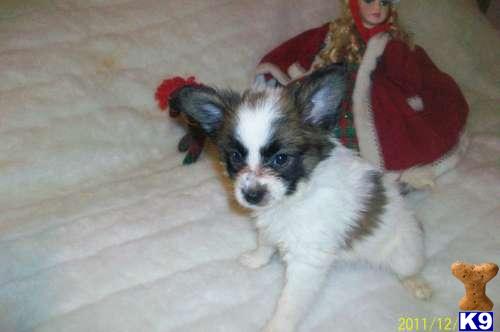 Papillon Puppies